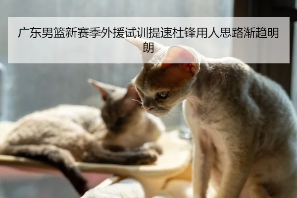 广东男篮新赛季外援试训提速杜锋用人思路渐趋明朗